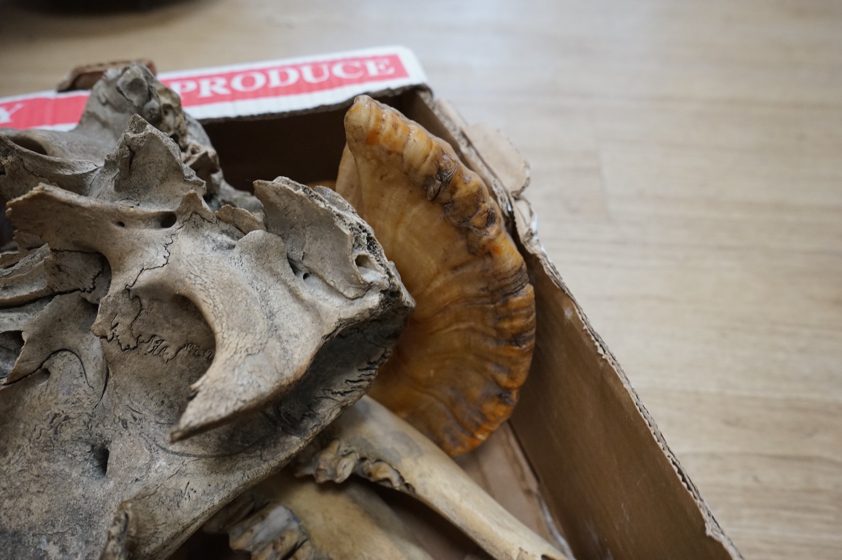 Science interest - a collection of horns, bones, fossils etc.